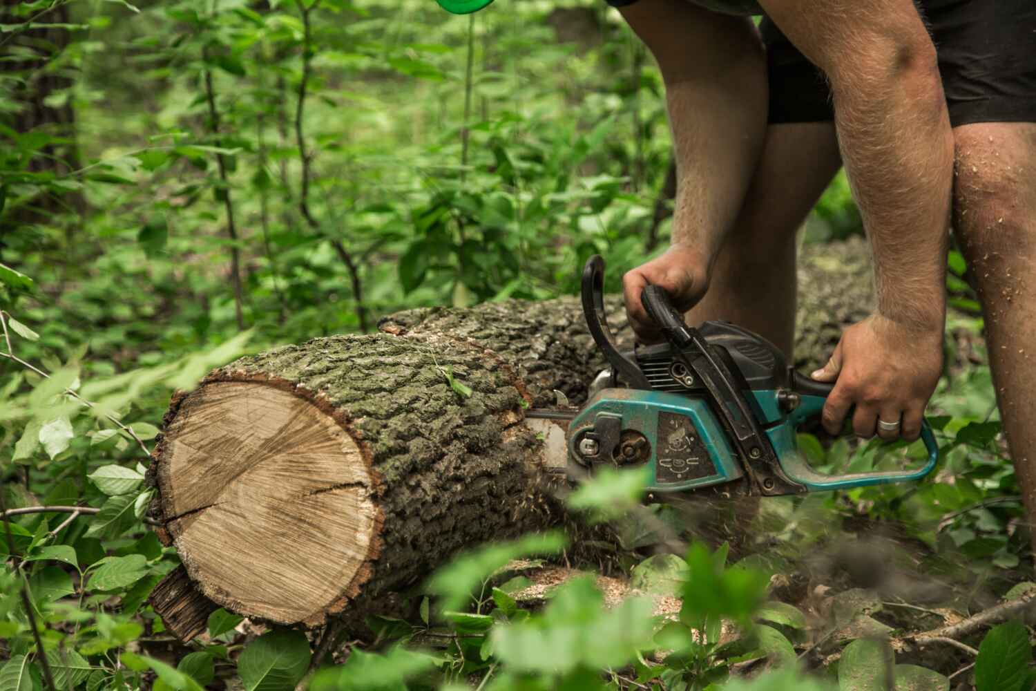 Tree Health Inspection in Byers, CO